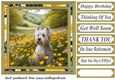 Westie in buttercup field card front 3