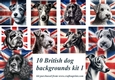 10 British breed dog backgrounds kit 1