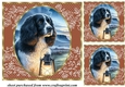 3 Twilight dog card front/topper 4
