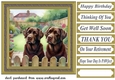 Chocolate Labradors by the fence card front 1