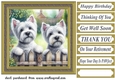 Westie by the fence card front 3