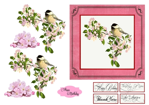 Bird Life - Great Tit - Birthday