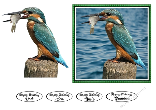Kingfisher Birthday