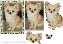 Chihuahua Decoupage