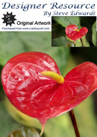 Red and Orange Flower