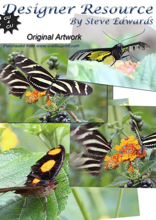 4 x Close Up Shots of Butterflies