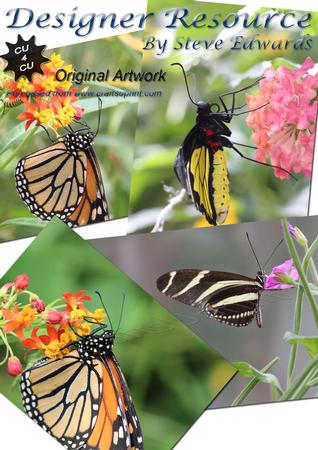 4 x Butterflies Feeding on Flowers