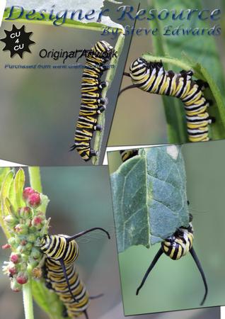 4 x Striped Monarch Caterpillar