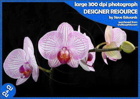 Pink and Purple Orchids