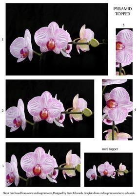 Pink Orchid Flower Pyramid