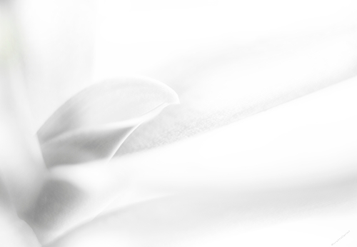 white plants