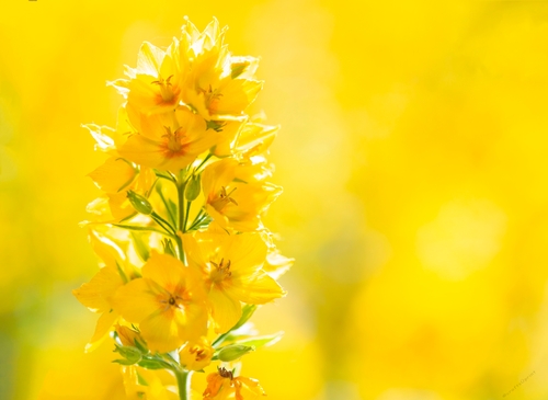 A very Yellow flower in the sun