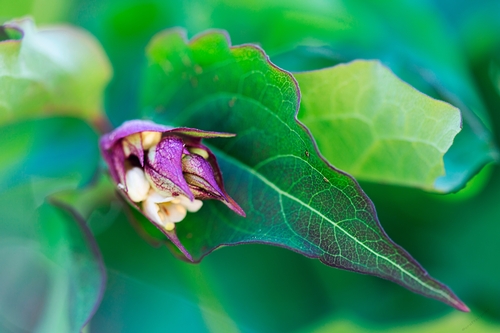 Leaf and an opening flower, green and purple