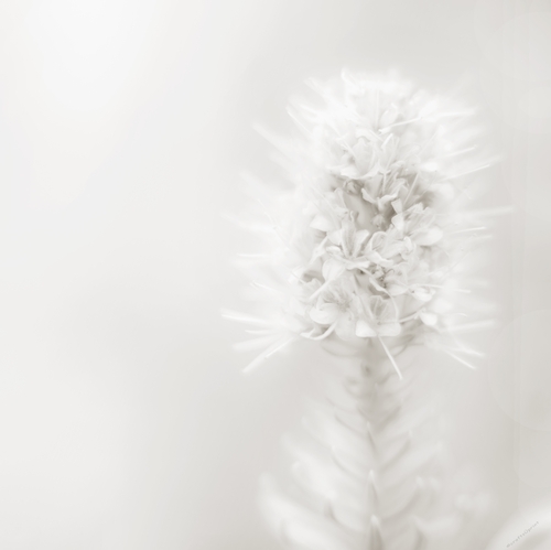 A high res mono image of a flower to allow a message to be added 1-3