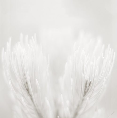 A high res mono image of a flower to allow a message to be added 2-3