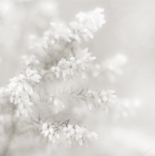 A high res mono image of a flower to allow a message to be added 3-3