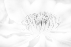 White Plant