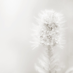 A high res mono image of a flower to allow a message to be added 1-3