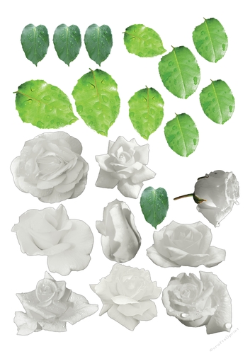 White Roses - Jpg Format