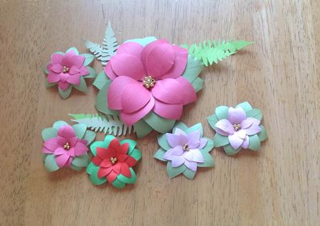 Poinsettia