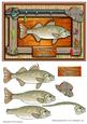Stuff the Fish!