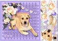 Golden Puppy with Peach Roses 8in x 8in Decoupage