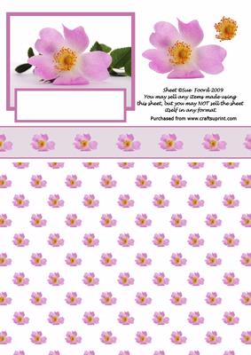 Wild Rose Card Front