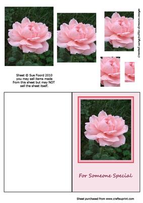 A Pink Rose for That Special Someone.