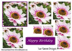 Pink Daisy Pyramid