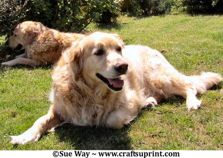 Two Golden Retrievers Sunbathing in the Garden