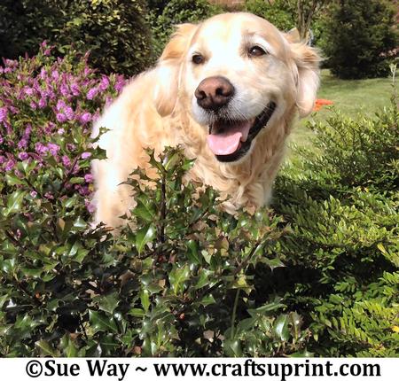 Golden Retriever Peeping Through the Trees