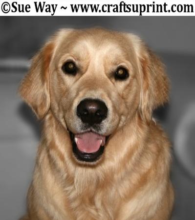 Golden Retriever Dog Head Shot