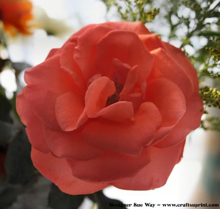 Orange Rose Bloom