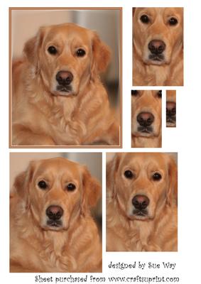 Golden Retriever Dog Portrait Pyramid