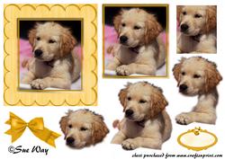 Wet Puppy Topper
