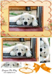 Sleeping Puppy Card Front Quick Card