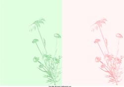 Daisy Notepaper or Card Front