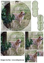 Golden Retriever Dog in the Country Pyramid