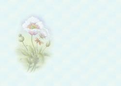 Pink and White Poppies Soft Insert