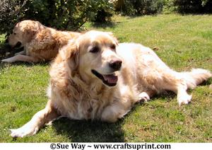 Two Golden Retrievers Sunbathing in the Garden