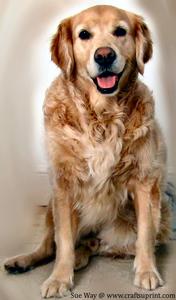 Alfie! Golden Retriever Sitting