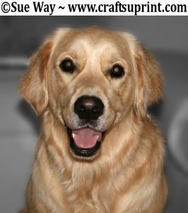 Golden Retriever Dog Head Shot
