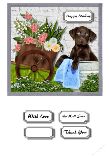 Chocolate labrador bathing amongst the flowers