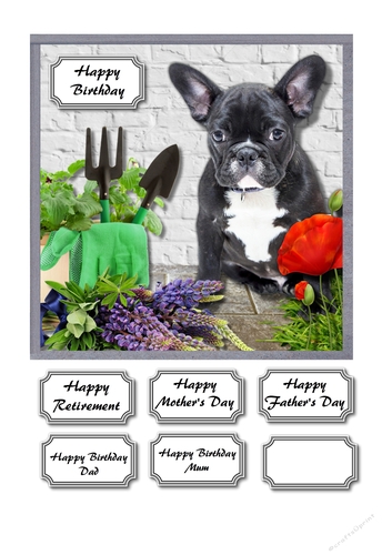 French bulldog in potting shed