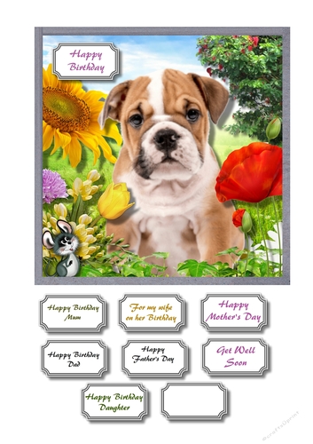 English bull terrier puppy in field of wild flowers