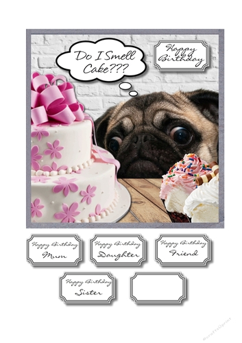 Pug do I smell cake??