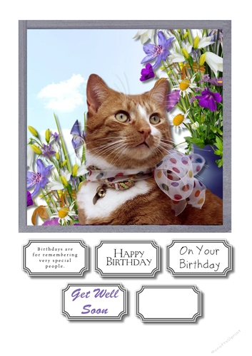 Cat and flowers for birthday or get well