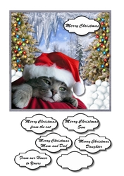 Merry Christmas from the cat