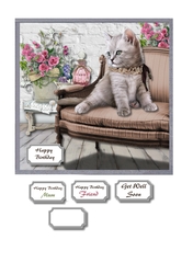 Cute pampered cat