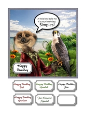 Meerkat birthday